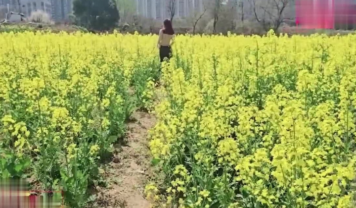 【狂情哥哥】油菜花地激情后入妹妹操的粉嫩骚穴直冒白浆